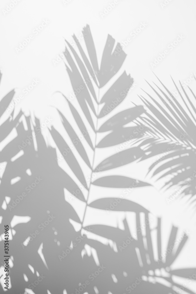 abstract background blur of shadows palm leaf on a white wall