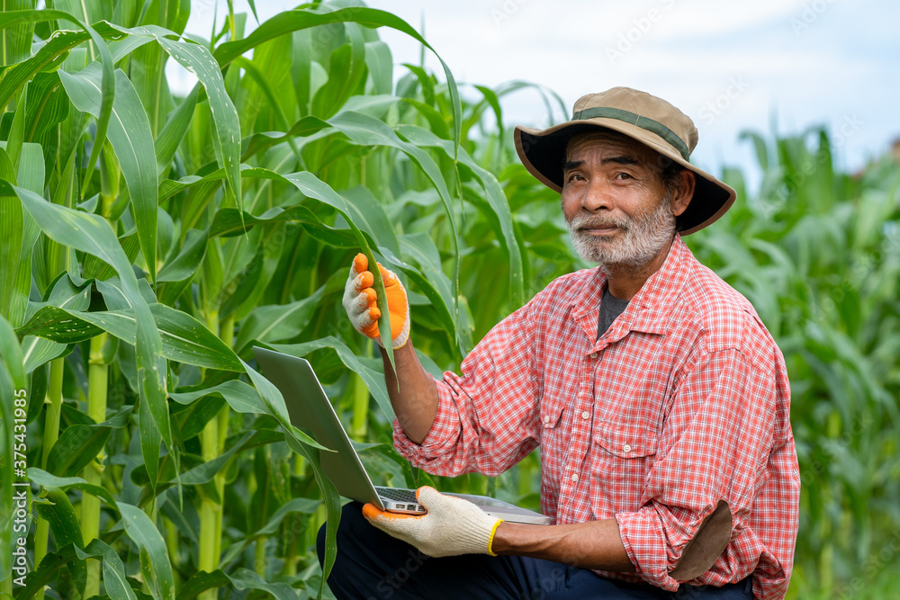 季节性农业，留胡子的资深农民拿着笔记本电脑在玉米地检查玉米质量