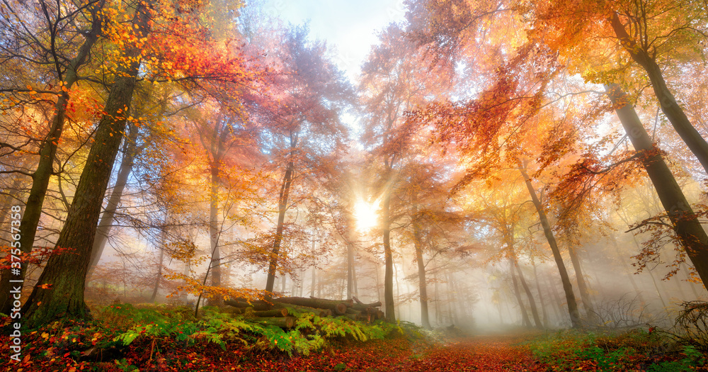 Sun rays in a misty forest in autumn