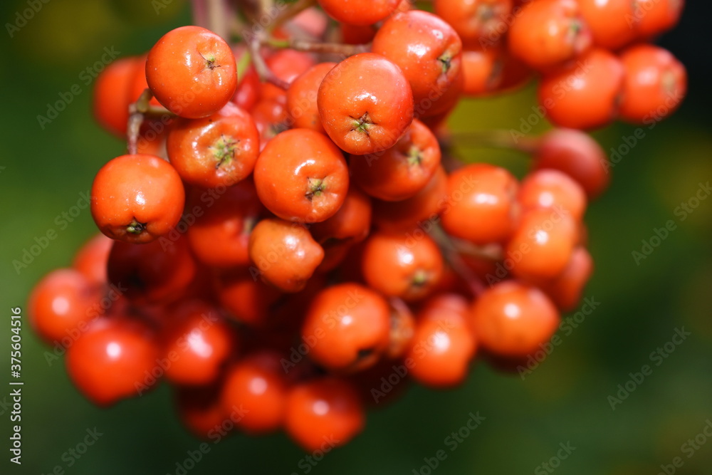 绿色背景下的山灰花楸中的Rowanberries