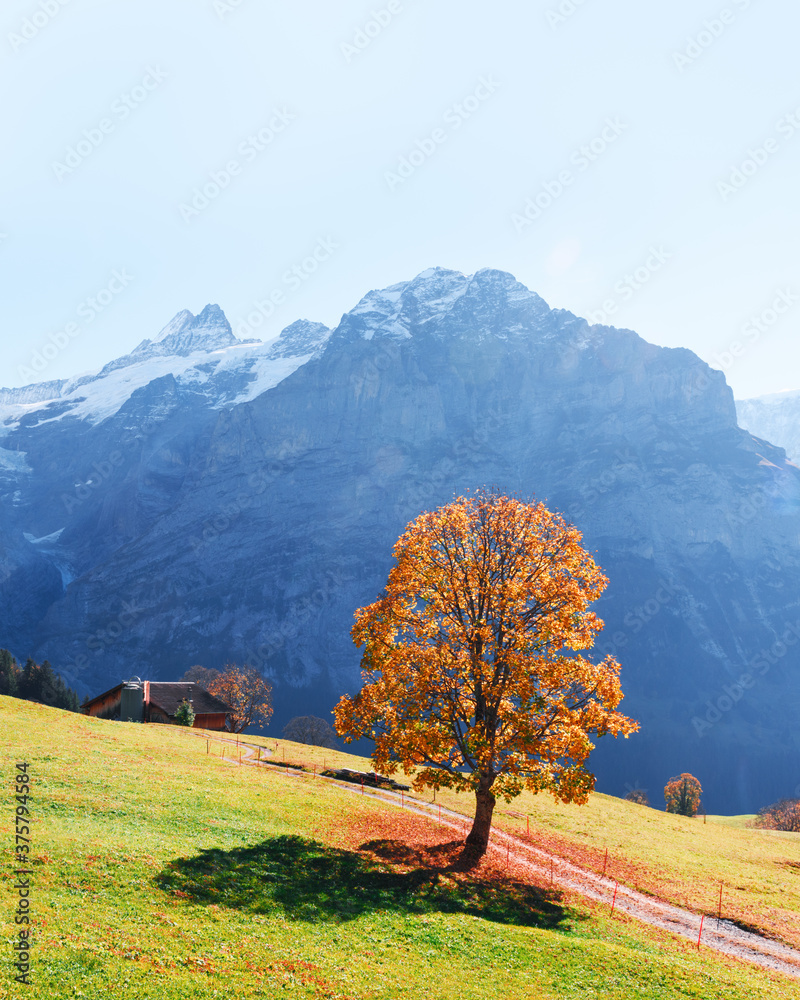 Picturesque autumn landscape with orange tree, green meadow and blue mountains in Grindelwald villag