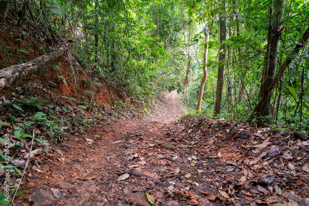 森林中的公路，让越野车在大自然中旅行。