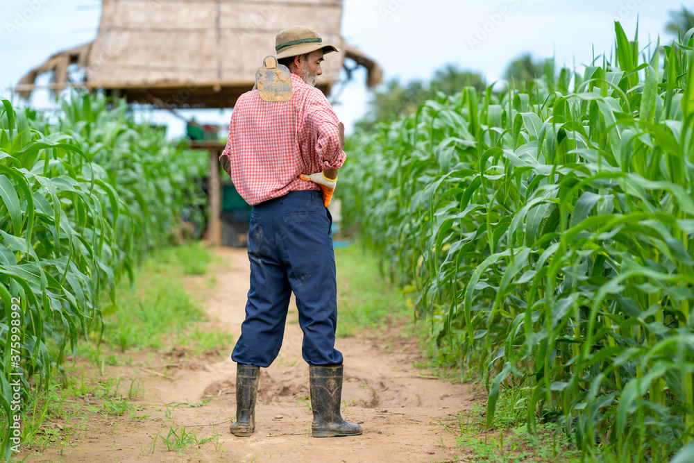 Senior farmer inspecting corn in corn field.