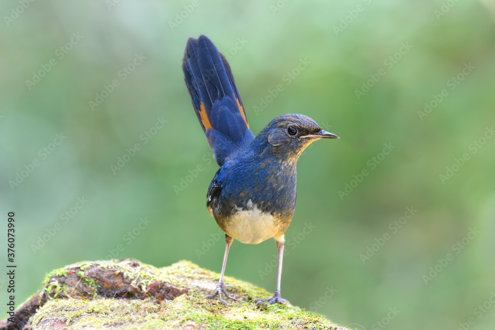 fascinated blue bird with tail wagging showing it yellow marking on feathers