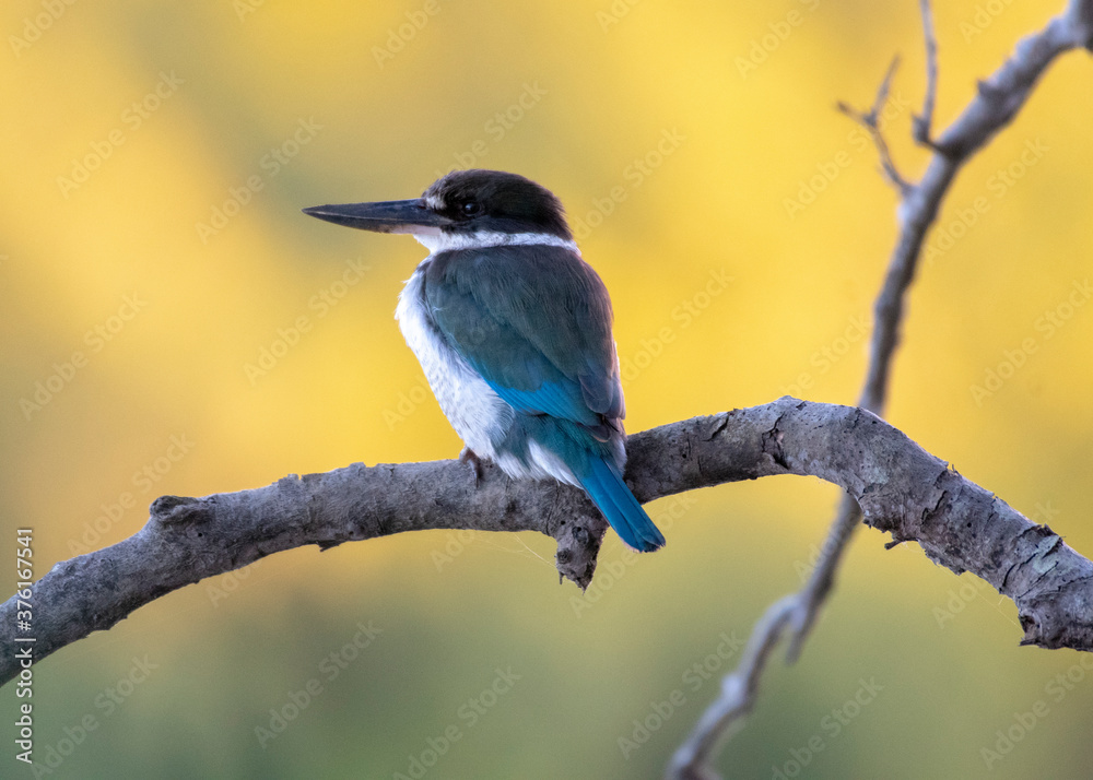 澳大利亚布里斯班Tinchi Tamba保护区湿地Collared Kingfisher