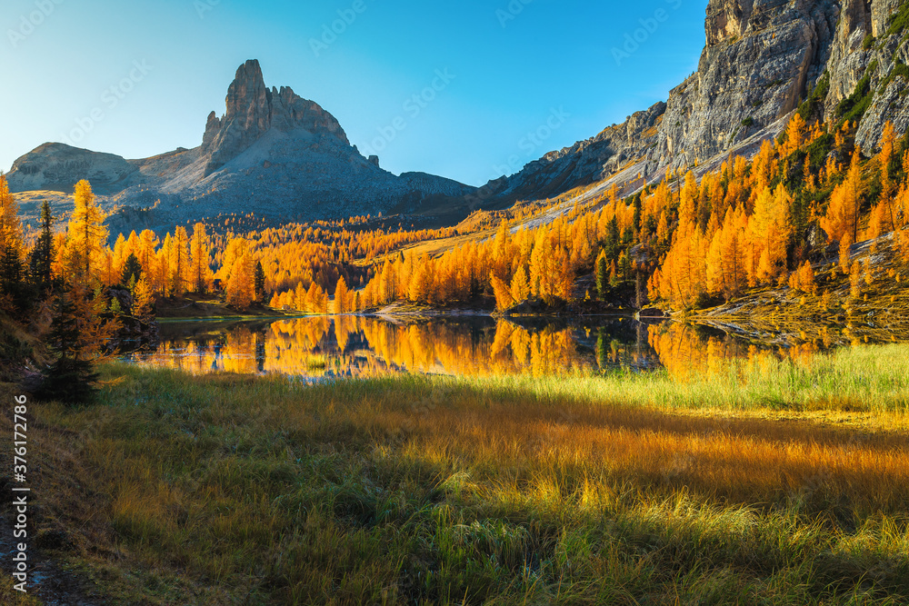 Colorful autumn larch forest and lake Federa in Dolomites, Italy