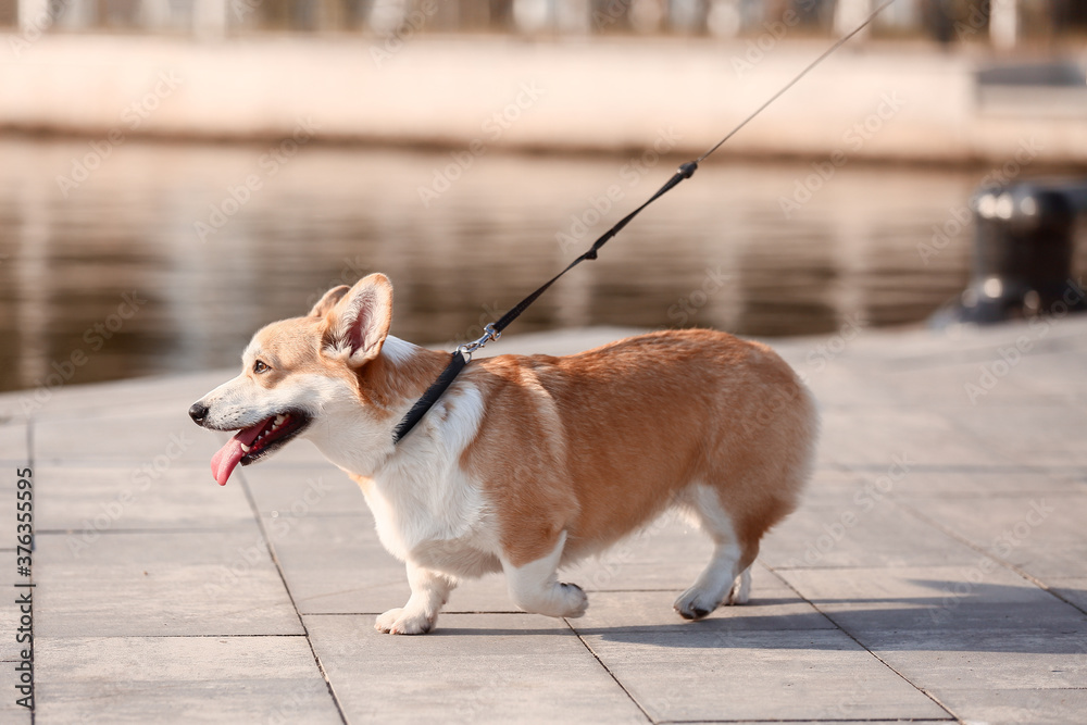 可爱的柯基犬在户外散步