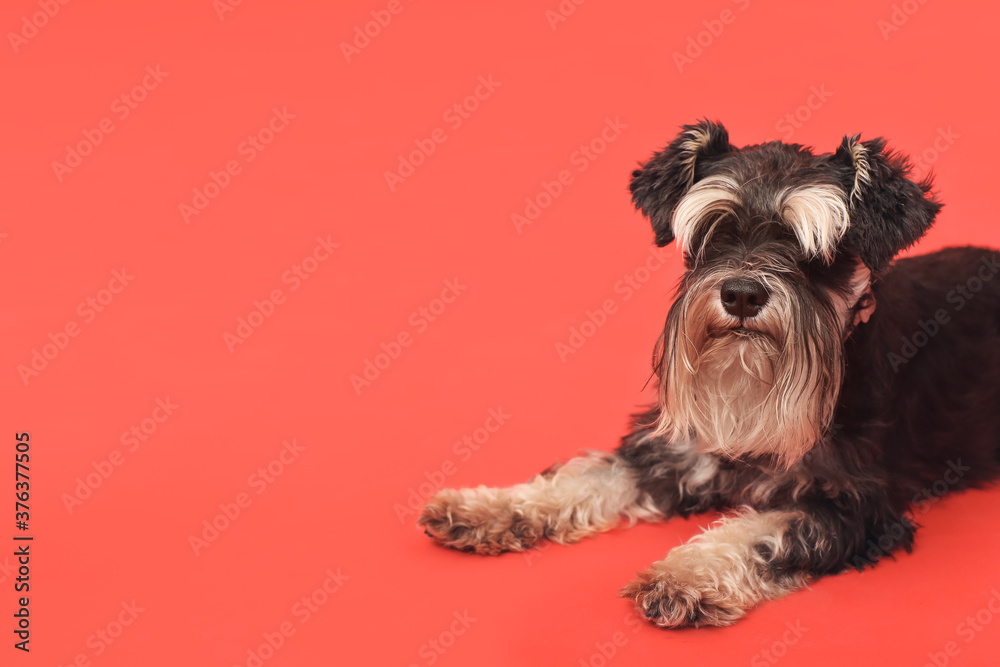 Cute dog on color background