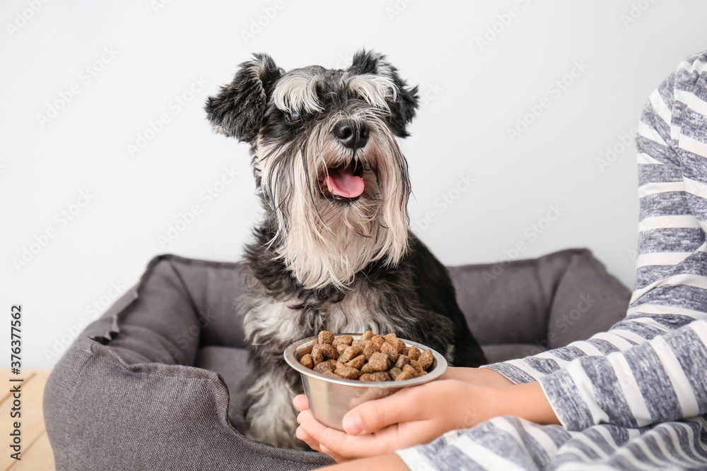 Owner feeding cute dog at home