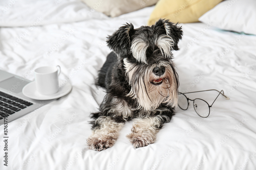 Cute dog on bed at home