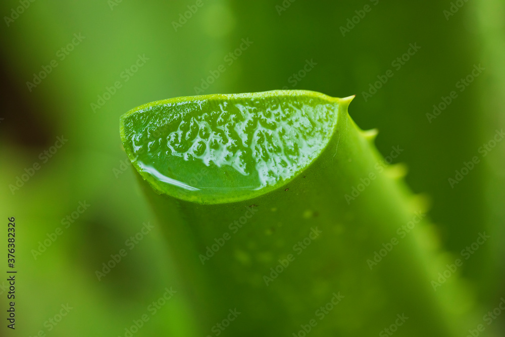 aloe vera herb, spa, skin care herb,Sliced aloe vera on wood, fresh aloe vera against wet wood backg