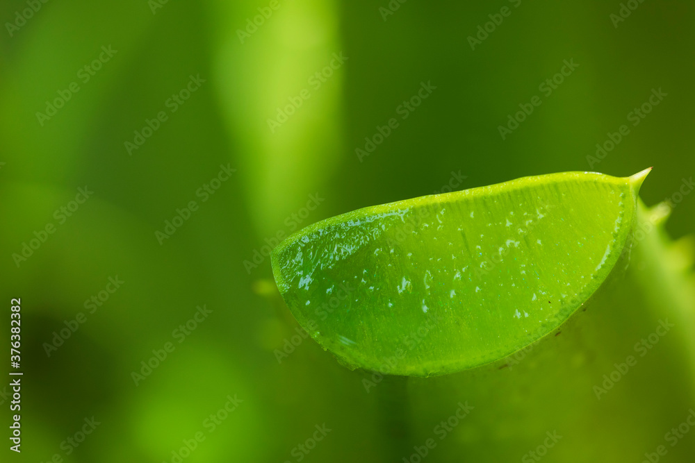 木头上的芦荟切片，潮湿木头背景下的新鲜芦荟，芦荟草本植物，水疗中心，皮肤车