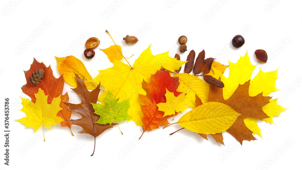 Autumn composition. Colorful leaves isolated on white