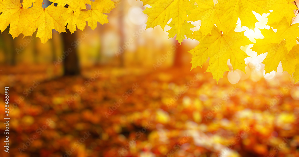  Autumn leaves on the sun and trees