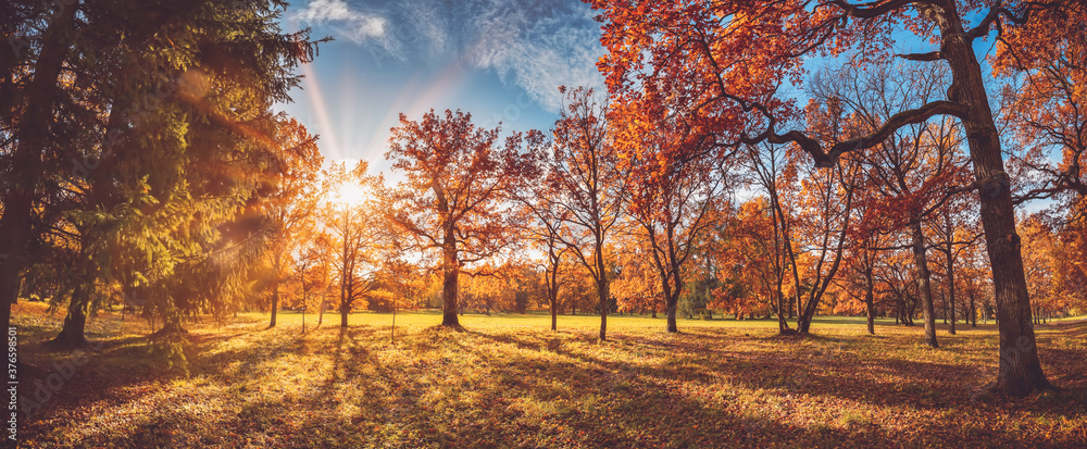 trees in the park in autumn on sunny day