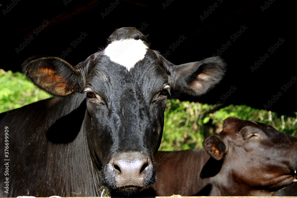 Close up of cow face in dairy farm, Concept image for Agriculture of fresh or organic milk product o