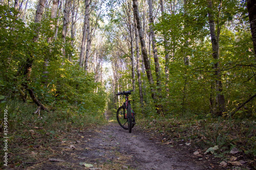 bicycle in the forest