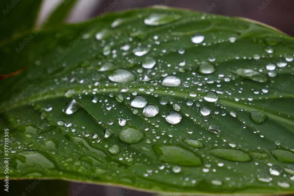 特写绿叶上的雨滴或露水