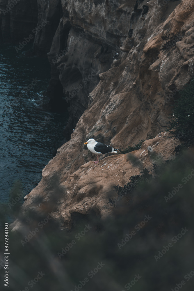 Seagull on the cliff