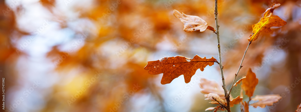 red maple leaves in autumn with beautiful sunlight