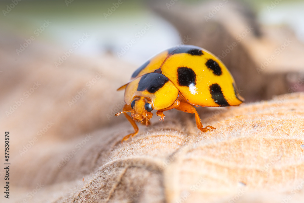 Closeup yellow of ladybug on dry leaf. Beautiful shot yellow ladybird.