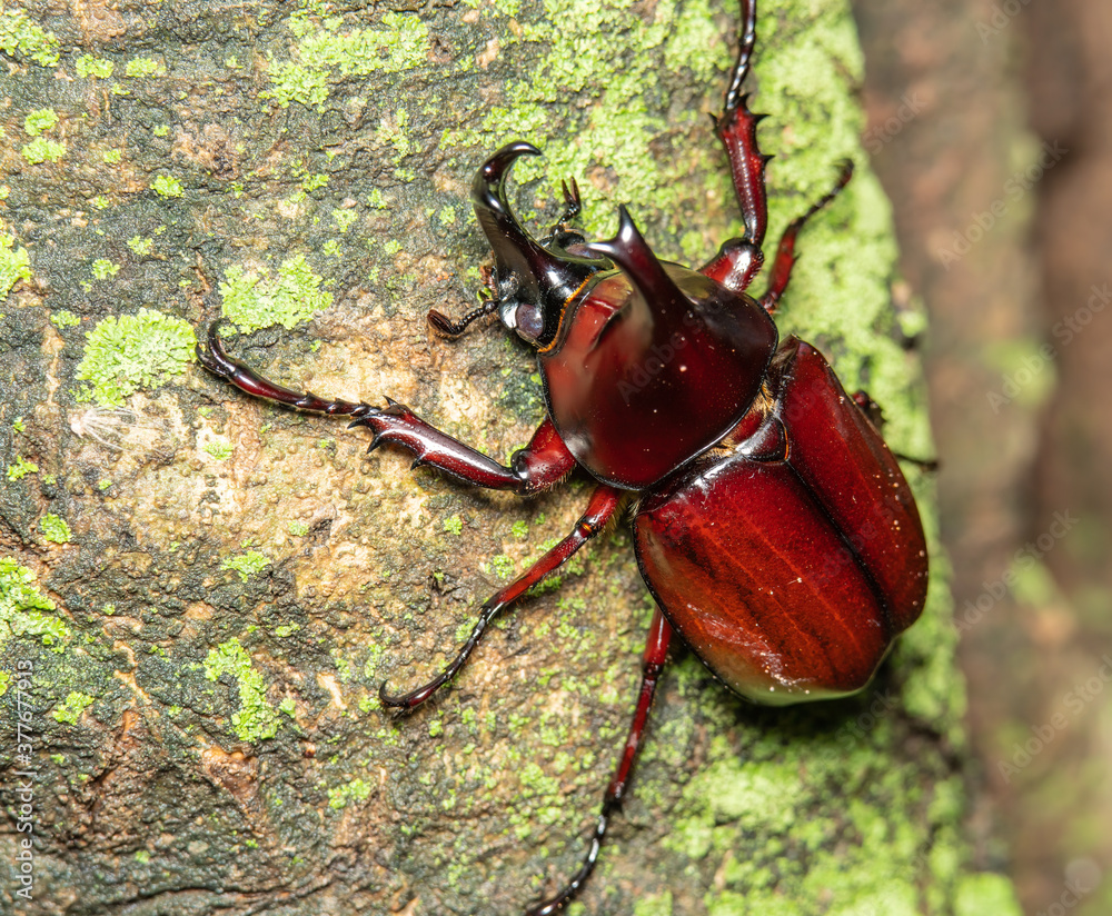 Macro shot of Xylotrupes gideon or Siamese rhinoceros beetle on trunk , close-up beautiful nature bu