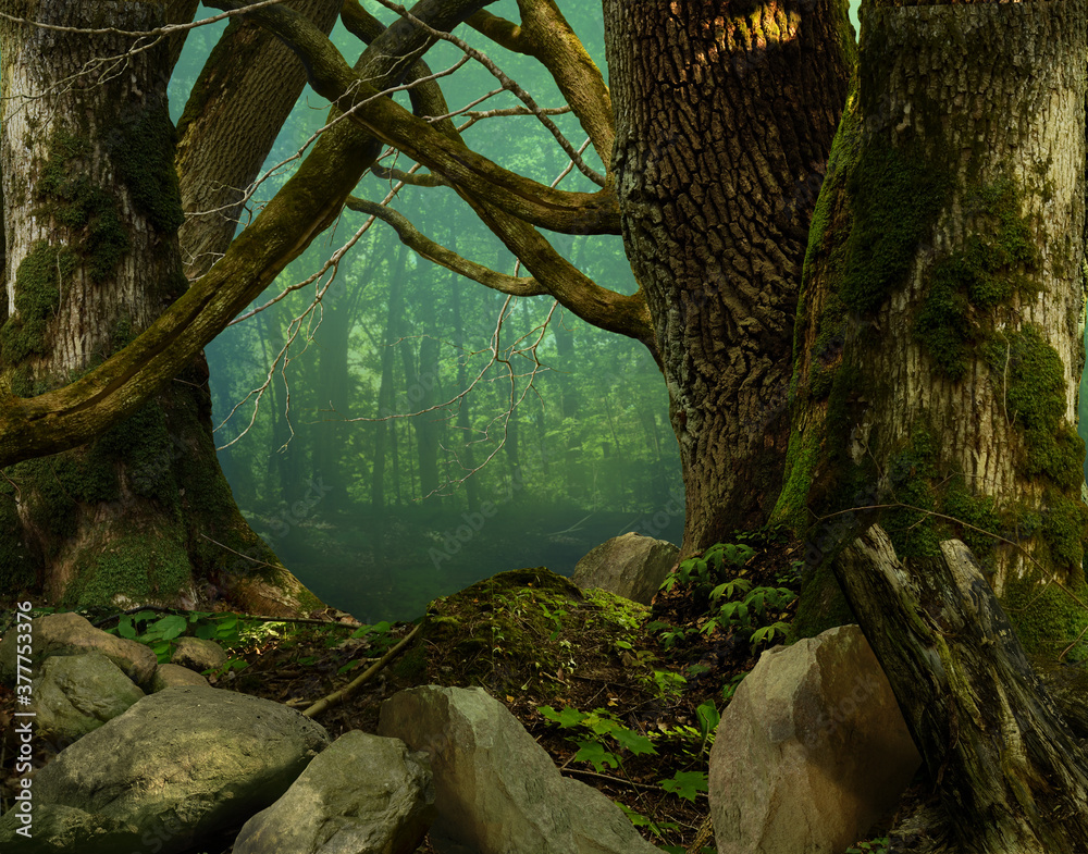 Mysterious forest, old thick mossy trees, crooked branches, stones, haze