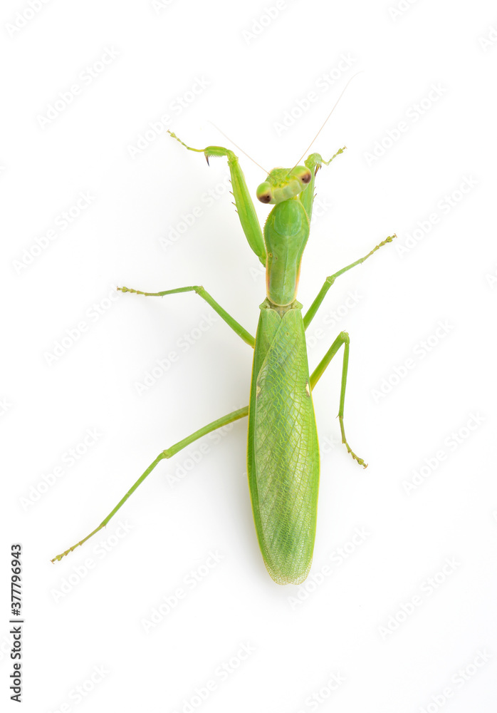 Praying mantis on a white background