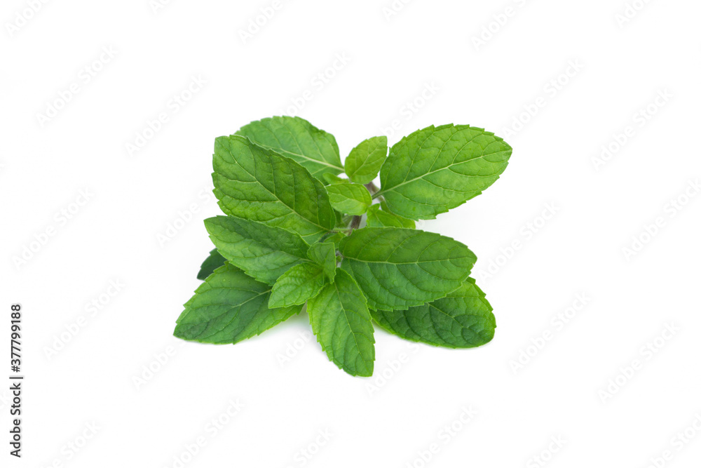 Peppermint isolated on a white background (Mentha × piperita, also known as Mentha balsamea wild.