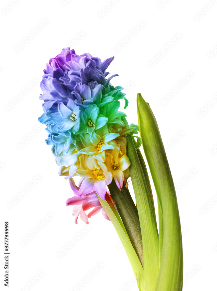 Beautiful rainbow hyacinth plant on white background