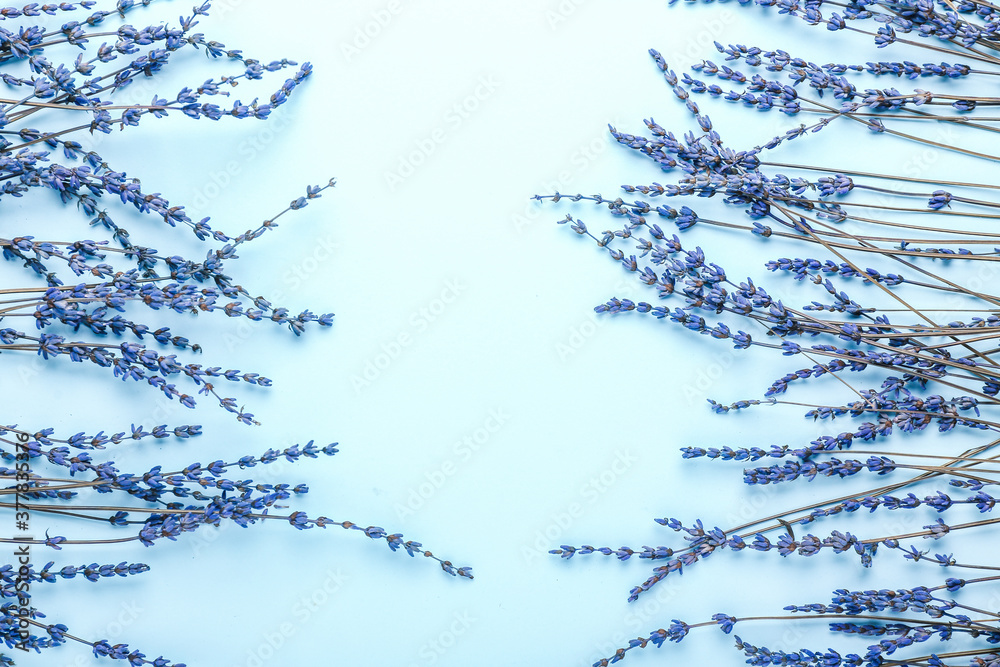 Beautiful lavender flowers on color background