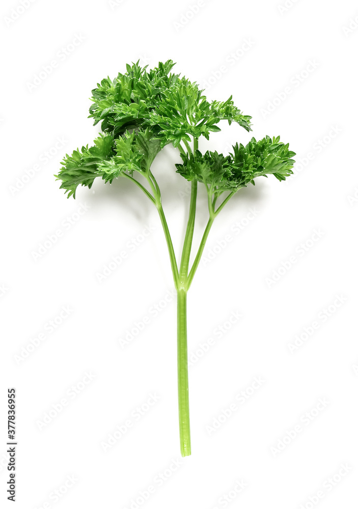 Fresh parsley on white background