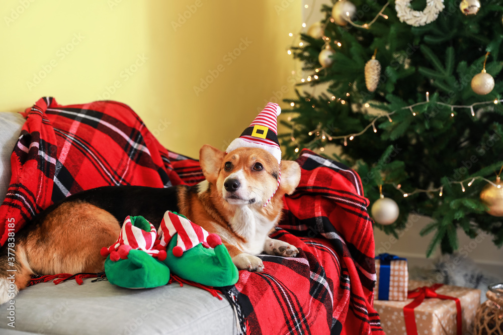 Cute dog in elfs hat at home on Christmas eve