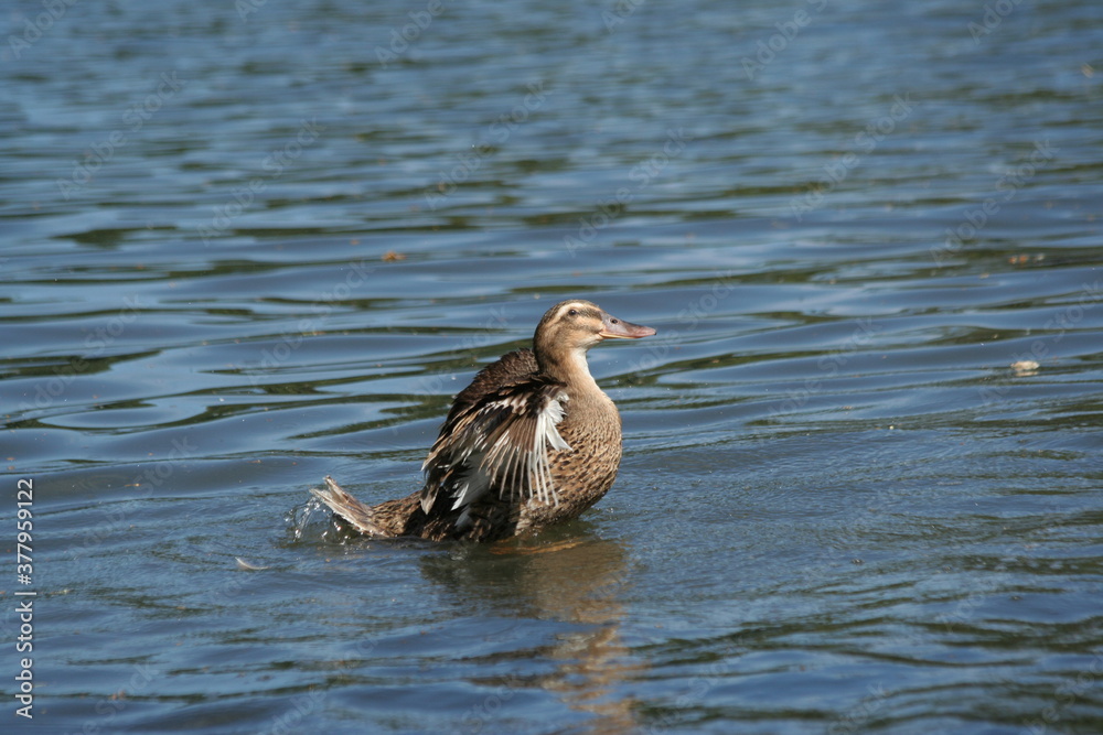 un canard exécutant la danse du cygne