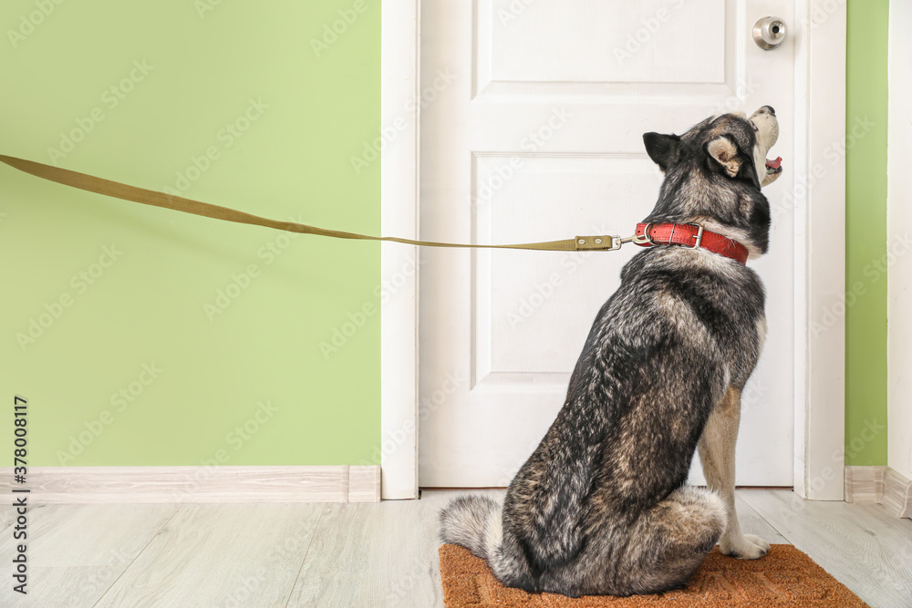 Cute Husky dog with leash near door in hallway