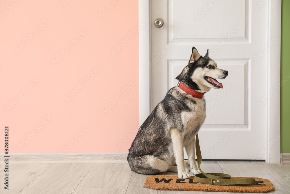 Cute Husky dog near door in hallway