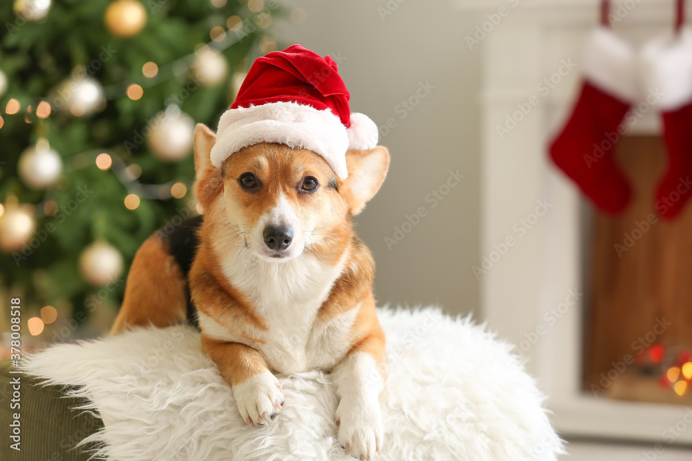 Cute dog in Santa hat at home on Christmas eve