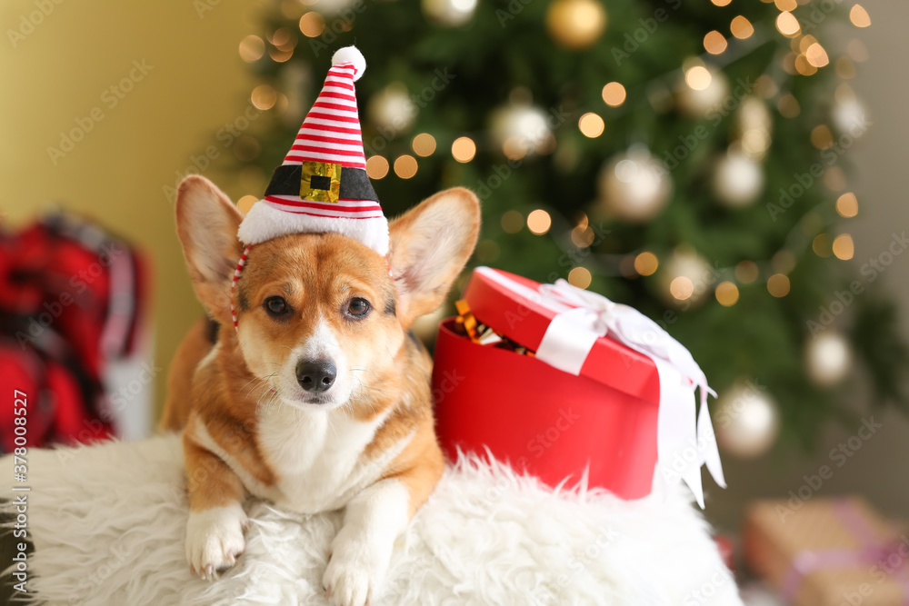 Cute dog with Christmas gift at home