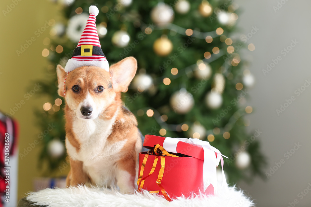 Cute dog with Christmas gift at home