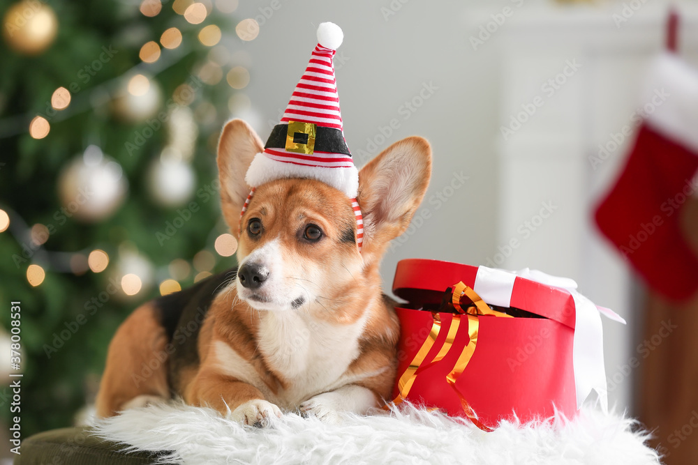 Cute dog with Christmas gift at home