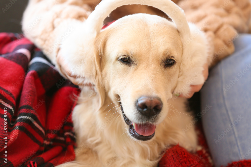 Cute dog with owner at home on Christmas eve