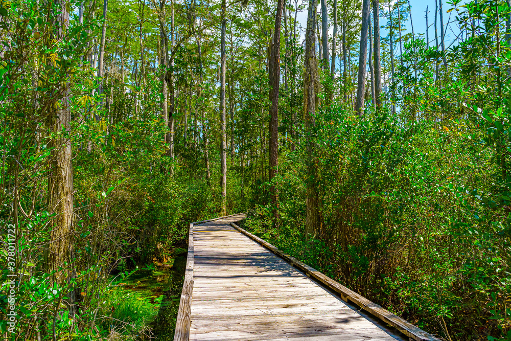 Wooden path through forest woods of Okefenokee Swamp Park in Georgia.