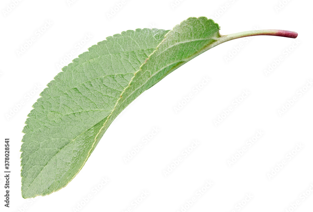 Green Apple leaf isolated on white. Leaf Clipping Path