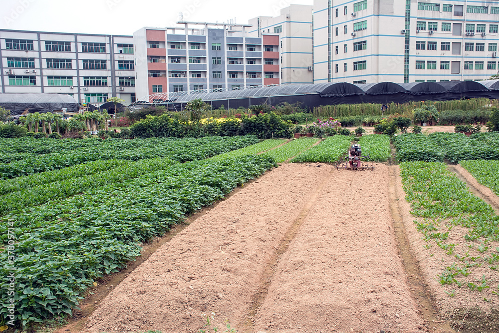 Plantation/Farm background material