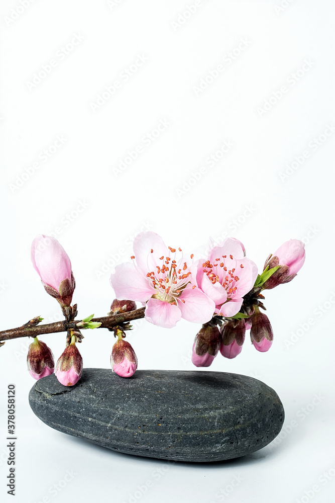 Peach blossom and pebble