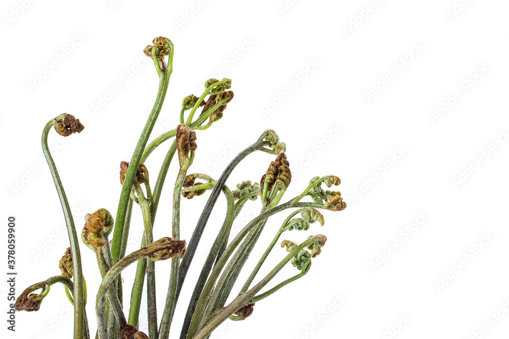 Fresh bracken on white background