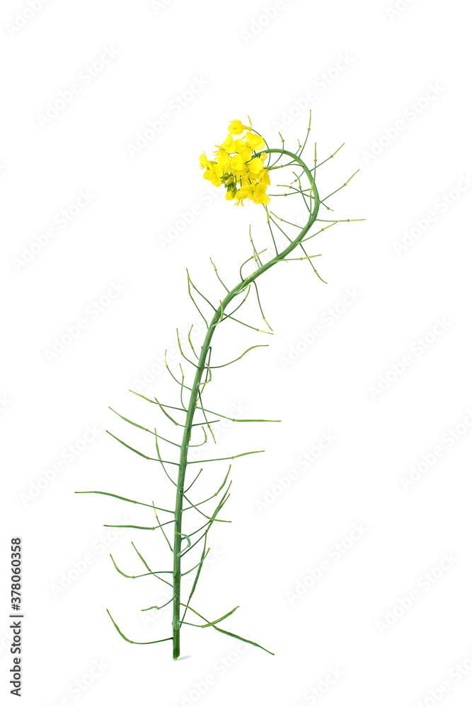 Golden yellow rapeseed flowers on white background