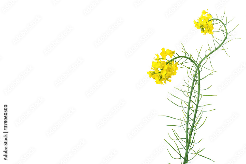 Golden yellow rapeseed flowers on white background