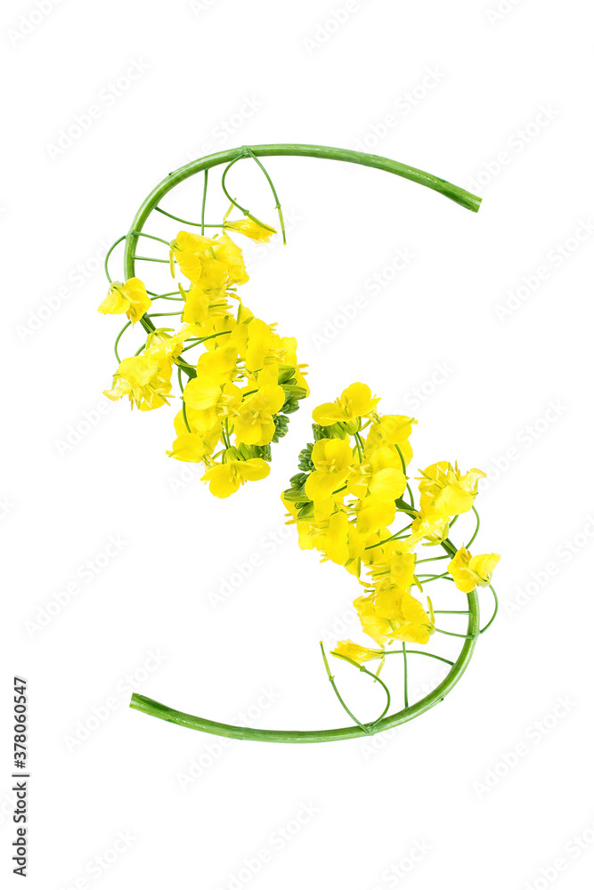 S spelled out by golden yellow rapeseed flowers on white background