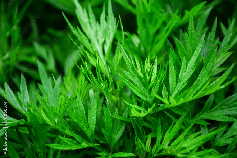 Fresh wormwood growing in the wild in spring